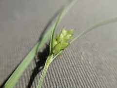 Carex conoidea