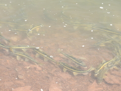 Catostomus ardens