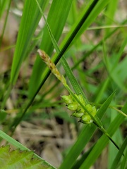 Carex conoidea