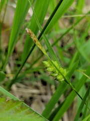 Carex conoidea