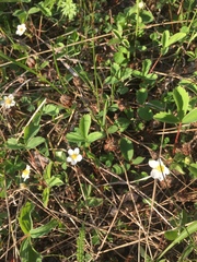 Fragaria virginiana glauca