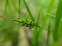 Carex conoidea