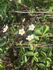 Fragaria virginiana glauca