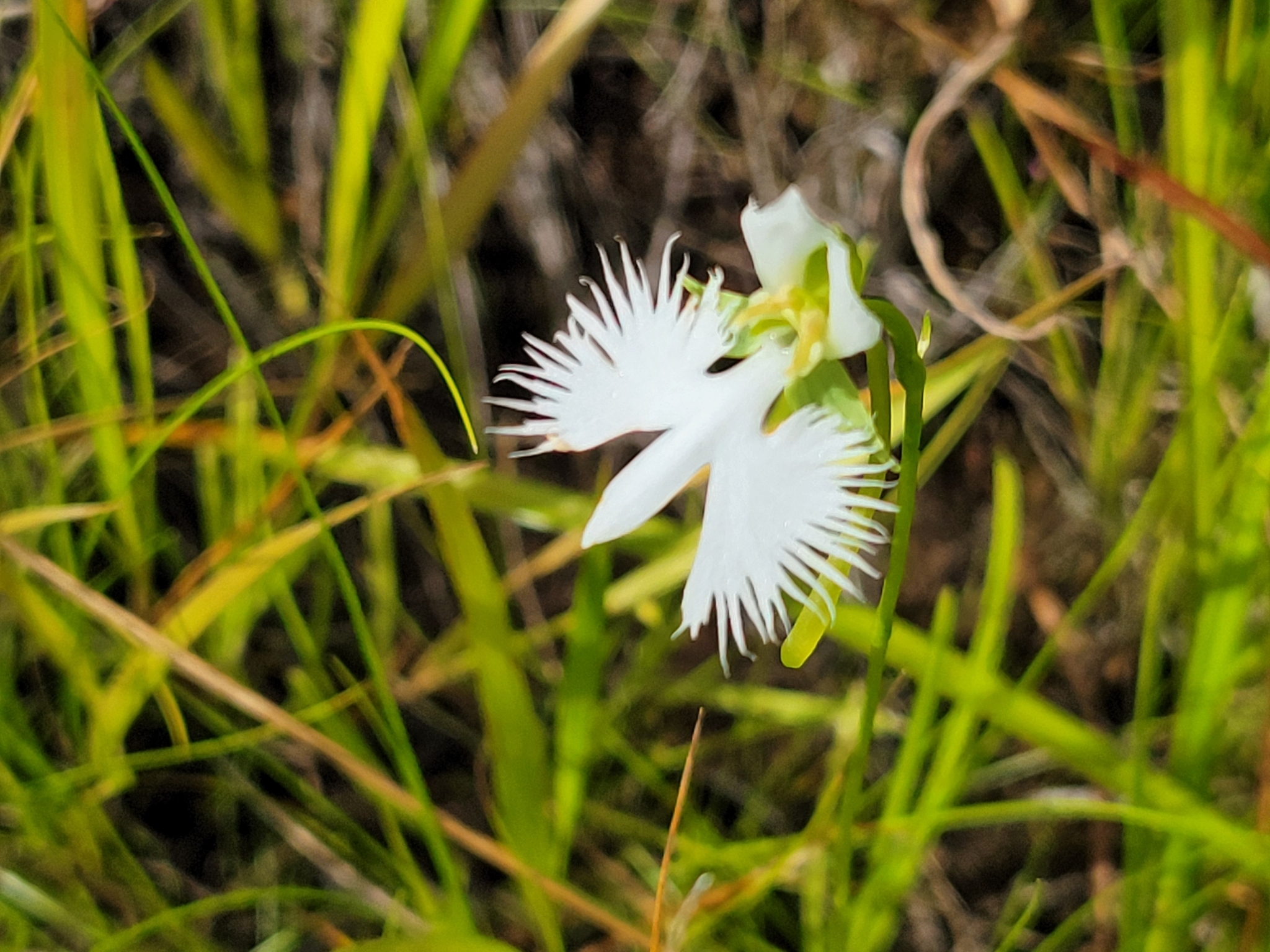 Imagem de Orquídea-rabo-de-rato