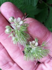 Hydrophyllum tenuipes