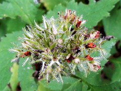 Hydrophyllum tenuipes