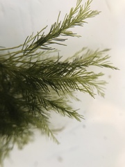 Bryopsis