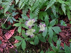 Hydrophyllum tenuipes