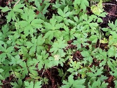 Hydrophyllum tenuipes