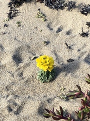 Erysimum menziesii