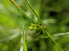 Carex conoidea