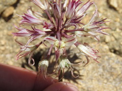 Allium parishii