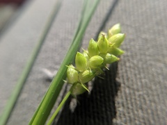 Carex conoidea