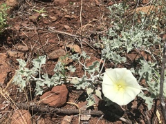 Calystegia collina oxyphylla