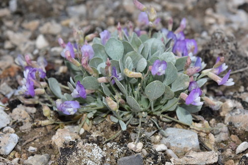 Astragalus calycosus var. monophyllidius