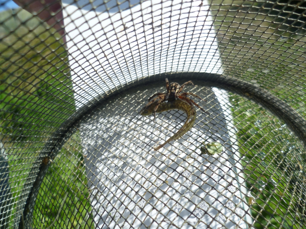 Bignose Galaxias