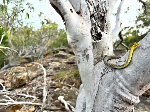 Common Tree Snake sighting