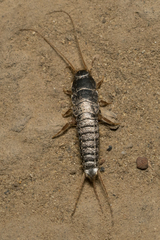 Allacrotelsa spinulata