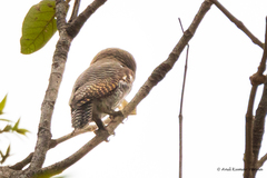 Glaucidium radiatum