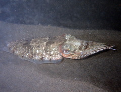 Cuttlefish