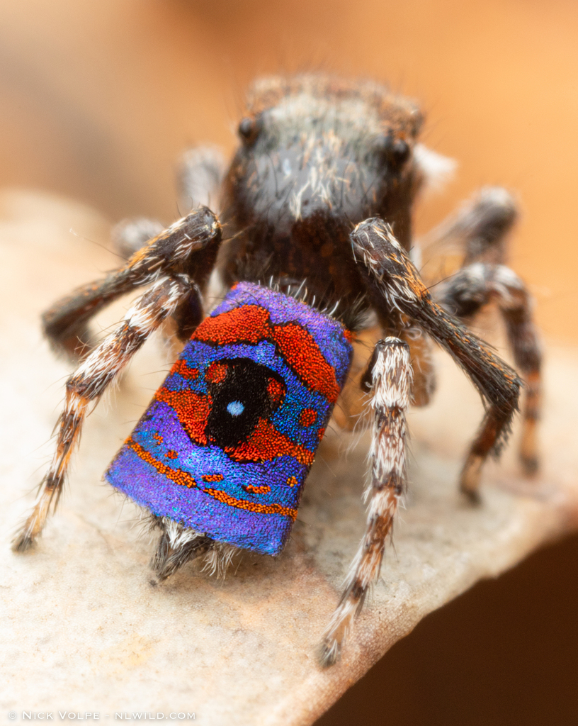 Melinda's Peacock Spider