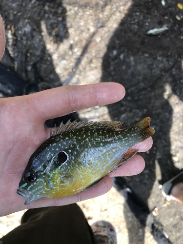 Lepomis solis
