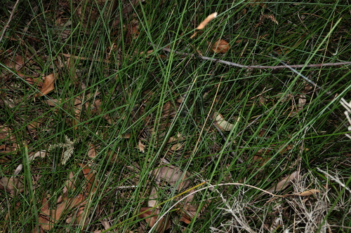 Image of Schoenus brevifolius by (c) Greg Tasney, some rights reserved (CC BY-SA)
