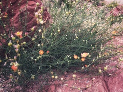 Sphaeralcea leptophylla