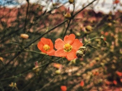 Sphaeralcea leptophylla