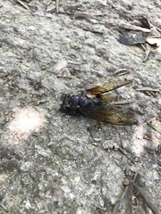 Cryptotympana mandarina