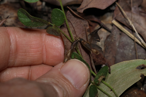 Image of Glycine tomentella by (c) Greg Tasney, some rights reserved (CC BY-SA)
