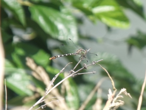 Serpent Ringtail photo 4