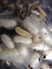 Diolcogaster perniciosa