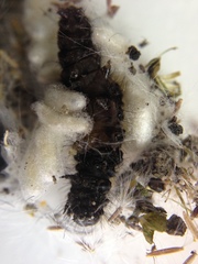 Diolcogaster perniciosa