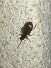 Oxypselaphus obscurus