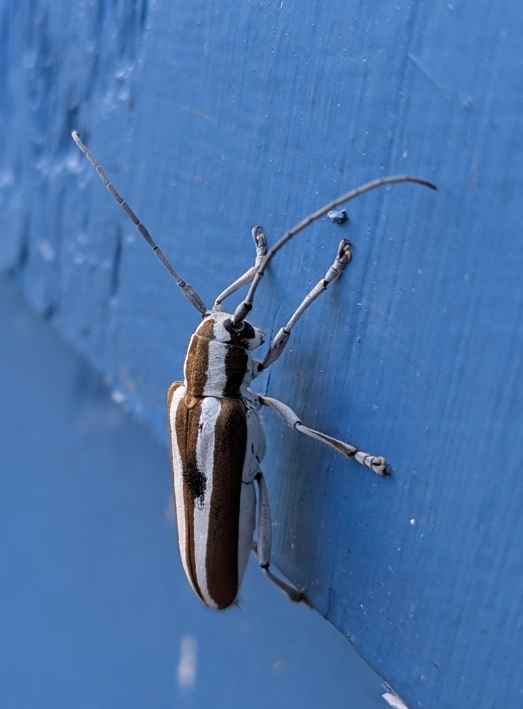 Round-headed Apple Tree Borer from Albert Bridge, NS B1K 3B5, Canada on ...