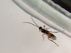 Diolcogaster perniciosa