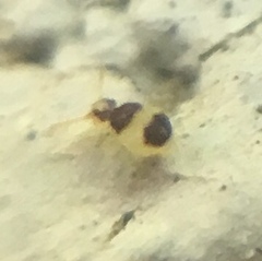 Deuterosminthurus bicinctus