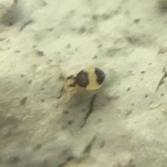 Deuterosminthurus bicinctus