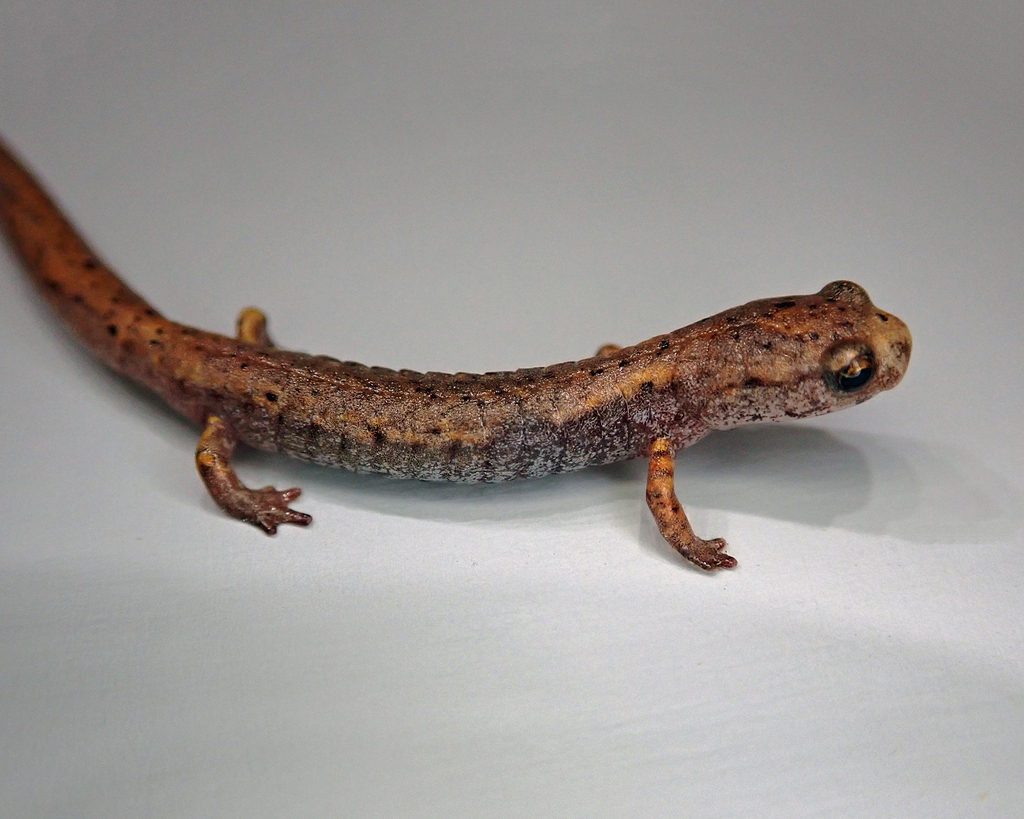 Hemidactylium scutatum from Salem, NH 03079, USA on 2024년 07월 27일 (토) at 05:50 오전 by Donald Marotte · iNaturalist... 