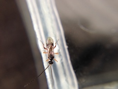 Diolcogaster perniciosa