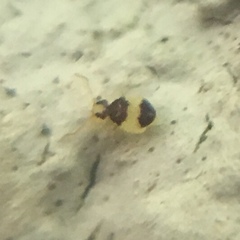 Deuterosminthurus bicinctus