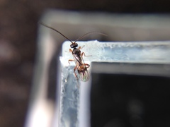 Diolcogaster perniciosa