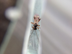 Diolcogaster perniciosa