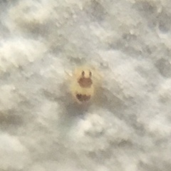 Deuterosminthurus bicinctus