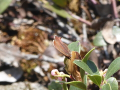 Callophrys augustinus iroides