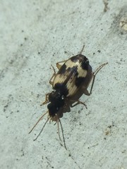 Tetragonoderus