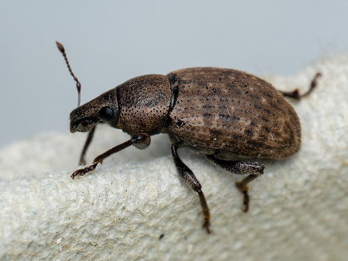 Ground Weevil, photo 2 of 10