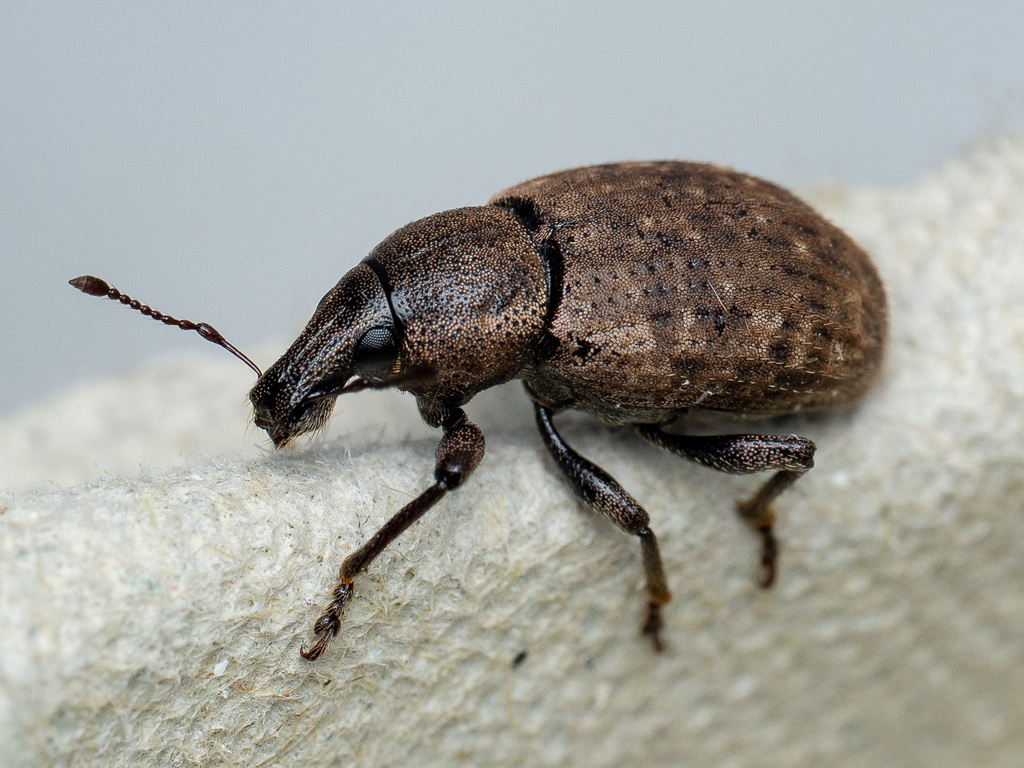 Ground Weevil, photo 1 of 10