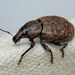 Ground Weevil - Photo (c) Christian Sørensen, some rights reserved (CC BY-NC), uploaded by Christian Sørensen